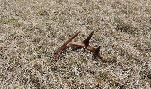 Photo of UNDER CONTRACT!  14.24 Acres of Creek Front Residential Land For Sale in Tyrrell County NC!