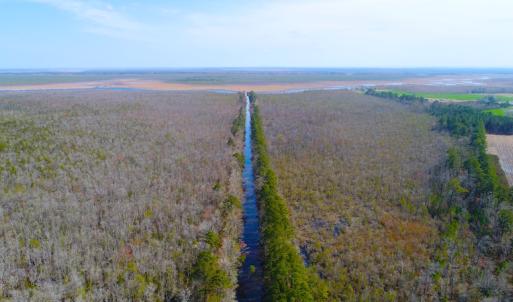 Photo of UNDER CONTRACT!  14.24 Acres of Creek Front Residential Land For Sale in Tyrrell County NC!