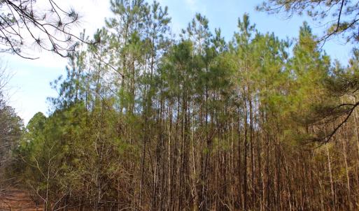 Photo of UNDER CONTRACT!  14.24 Acres of Creek Front Residential Land For Sale in Tyrrell County NC!