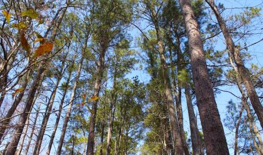Photo of UNDER CONTRACT!  14.24 Acres of Creek Front Residential Land For Sale in Tyrrell County NC!
