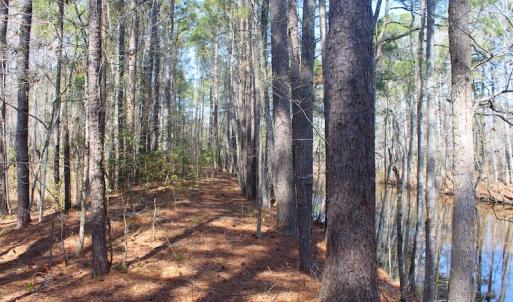 Photo of UNDER CONTRACT!  14.24 Acres of Creek Front Residential Land For Sale in Tyrrell County NC!