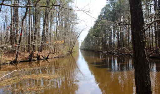 Photo of UNDER CONTRACT!  14.24 Acres of Creek Front Residential Land For Sale in Tyrrell County NC!