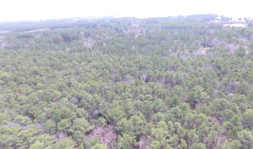 Photo of UNDER CONTRACT!  77 Acres of  Hunting and Investment Land for Sale in Mathews County VA!