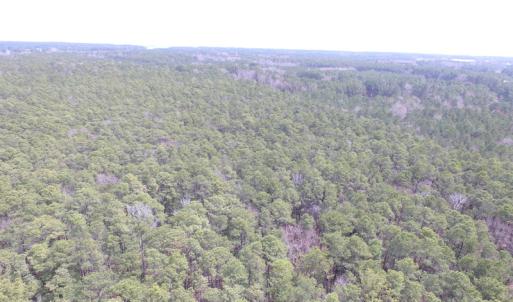 Photo of UNDER CONTRACT!  77 Acres of  Hunting and Investment Land for Sale in Mathews County VA!