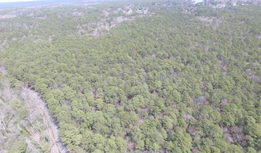Photo of UNDER CONTRACT!  77 Acres of  Hunting and Investment Land for Sale in Mathews County VA!