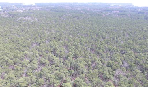 Photo of UNDER CONTRACT!  77 Acres of  Hunting and Investment Land for Sale in Mathews County VA!