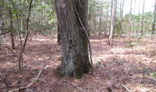 Photo of UNDER CONTRACT!  77 Acres of  Hunting and Investment Land for Sale in Mathews County VA!