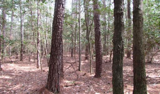 Photo of UNDER CONTRACT!  77 Acres of  Hunting and Investment Land for Sale in Mathews County VA!