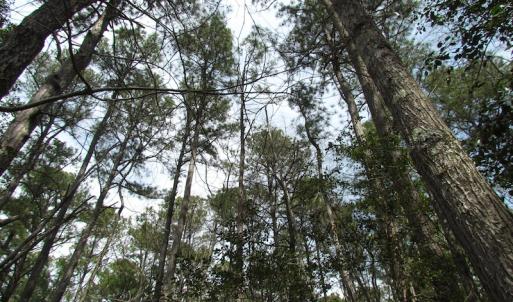 Photo of UNDER CONTRACT!  77 Acres of  Hunting and Investment Land for Sale in Mathews County VA!