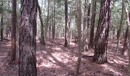 Photo of UNDER CONTRACT!  77 Acres of  Hunting and Investment Land for Sale in Mathews County VA!
