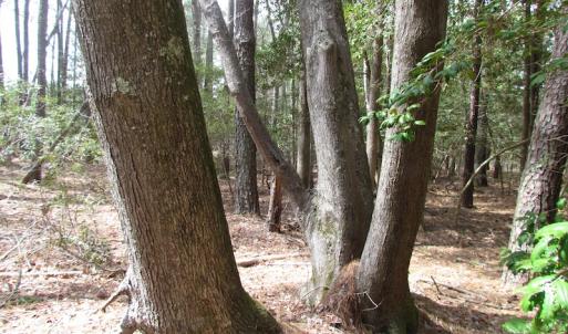 Photo of UNDER CONTRACT!  77 Acres of  Hunting and Investment Land for Sale in Mathews County VA!