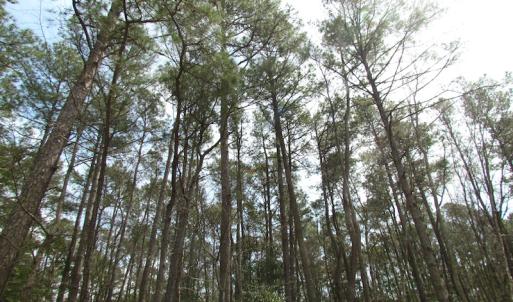 Photo of UNDER CONTRACT!  77 Acres of  Hunting and Investment Land for Sale in Mathews County VA!