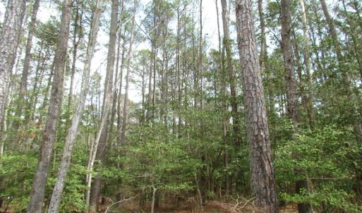 Photo of UNDER CONTRACT!  77 Acres of  Hunting and Investment Land for Sale in Mathews County VA!