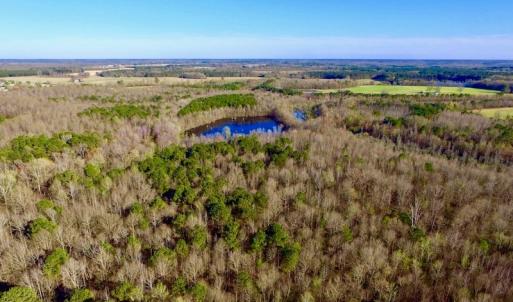 Photo of UNDER CONTRACT!  115 Acres of Hunting Land For Sale in Wilson County NC!