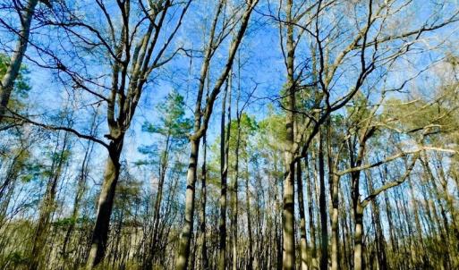 Photo of UNDER CONTRACT!  115 Acres of Hunting Land For Sale in Wilson County NC!