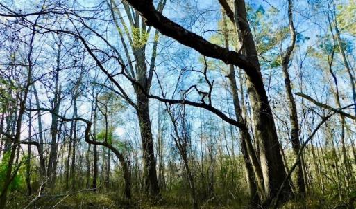 Photo of UNDER CONTRACT!  115 Acres of Hunting Land For Sale in Wilson County NC!