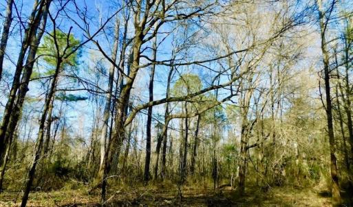 Photo of UNDER CONTRACT!  115 Acres of Hunting Land For Sale in Wilson County NC!