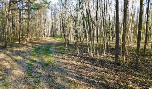 Photo of UNDER CONTRACT!  115 Acres of Hunting Land For Sale in Wilson County NC!