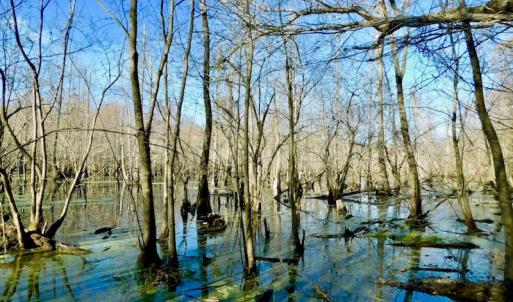 Photo of UNDER CONTRACT!  115 Acres of Hunting Land For Sale in Wilson County NC!