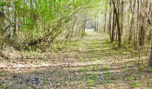 Photo of UNDER CONTRACT!  115 Acres of Hunting Land For Sale in Wilson County NC!