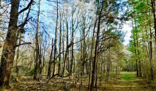 Photo of UNDER CONTRACT!  115 Acres of Hunting Land For Sale in Wilson County NC!