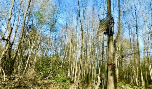 Photo of UNDER CONTRACT!  115 Acres of Hunting Land For Sale in Wilson County NC!