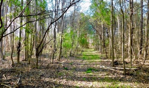 Photo of UNDER CONTRACT!  115 Acres of Hunting Land For Sale in Wilson County NC!