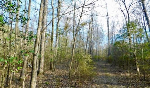 Photo of UNDER CONTRACT!  115 Acres of Hunting Land For Sale in Wilson County NC!