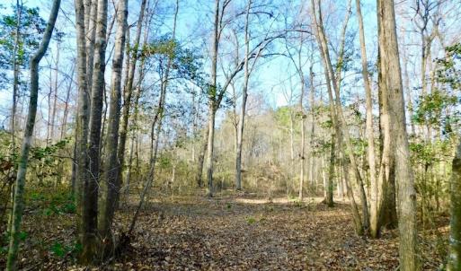 Photo of UNDER CONTRACT!  115 Acres of Hunting Land For Sale in Wilson County NC!