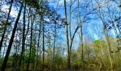 Photo of UNDER CONTRACT!  115 Acres of Hunting Land For Sale in Wilson County NC!