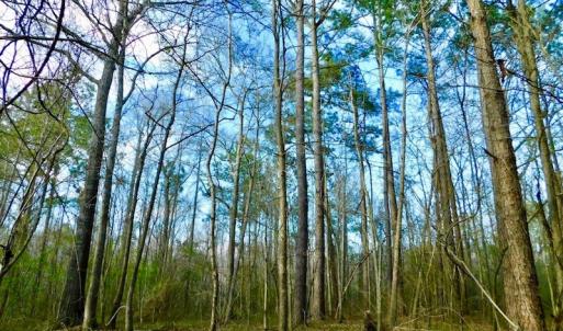 Photo of UNDER CONTRACT!  115 Acres of Hunting Land For Sale in Wilson County NC!