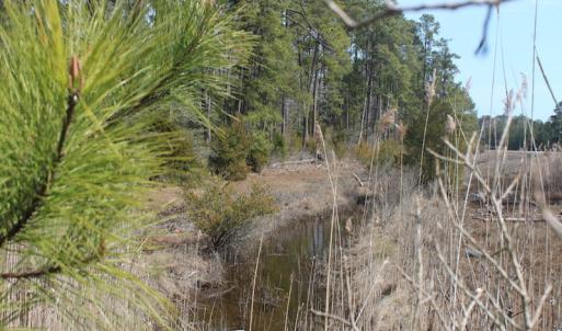 Photo of UNDER CONTRACT!  16 Acres of Hunting and Investment Land for Sale in Gloucester County VA!