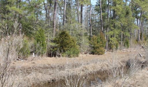 Photo of UNDER CONTRACT!  16 Acres of Hunting and Investment Land for Sale in Gloucester County VA!