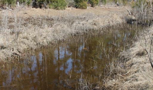 Photo of UNDER CONTRACT!  16 Acres of Hunting and Investment Land for Sale in Gloucester County VA!