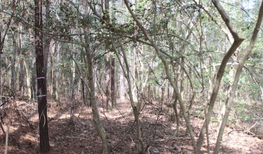 Photo of UNDER CONTRACT!  16 Acres of Hunting and Investment Land for Sale in Gloucester County VA!