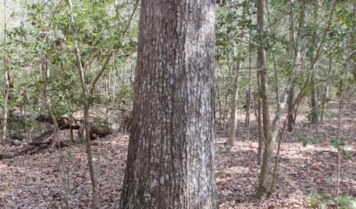 Photo of UNDER CONTRACT!  16 Acres of Hunting and Investment Land for Sale in Gloucester County VA!