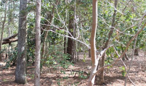 Photo of UNDER CONTRACT!  16 Acres of Hunting and Investment Land for Sale in Gloucester County VA!