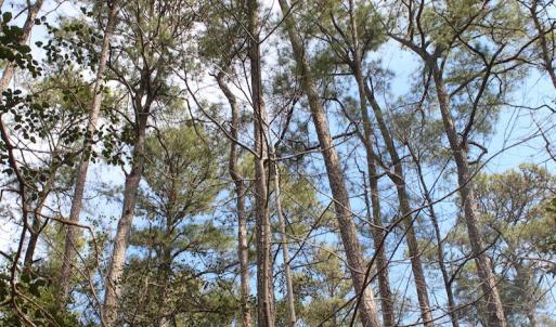 Photo of UNDER CONTRACT!  16 Acres of Hunting and Investment Land for Sale in Gloucester County VA!