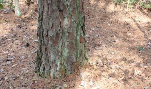 Photo of UNDER CONTRACT!  16 Acres of Hunting and Investment Land for Sale in Gloucester County VA!