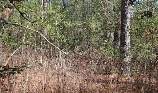 Photo of UNDER CONTRACT!  16 Acres of Hunting and Investment Land for Sale in Gloucester County VA!