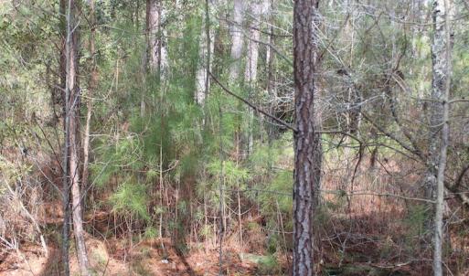 Photo of UNDER CONTRACT!  16 Acres of Hunting and Investment Land for Sale in Gloucester County VA!