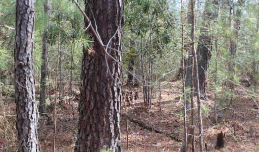 Photo of UNDER CONTRACT!  16 Acres of Hunting and Investment Land for Sale in Gloucester County VA!