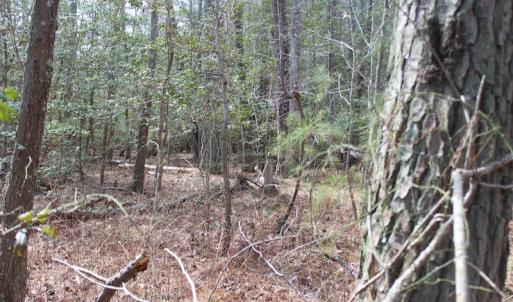 Photo of UNDER CONTRACT!  16 Acres of Hunting and Investment Land for Sale in Gloucester County VA!