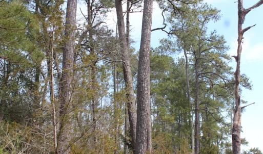 Photo of UNDER CONTRACT!  16 Acres of Hunting and Investment Land for Sale in Gloucester County VA!