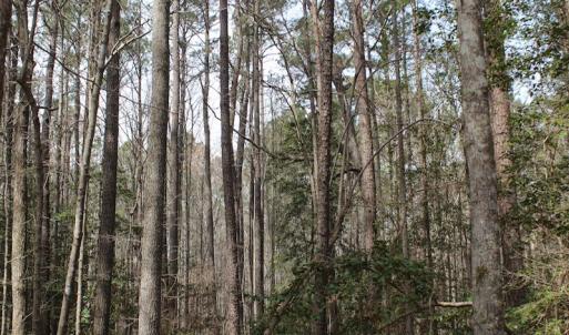 Photo of UNDER CONTRACT!  31 Acres of Hunting & Investment Land for Sale in Gloucester County VA!