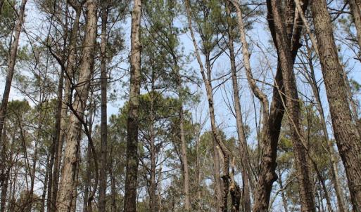 Photo of UNDER CONTRACT!  31 Acres of Hunting & Investment Land for Sale in Gloucester County VA!