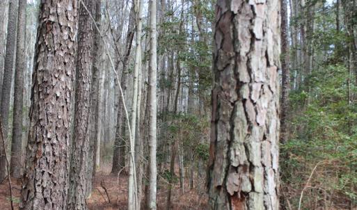 Photo of UNDER CONTRACT!  31 Acres of Hunting & Investment Land for Sale in Gloucester County VA!