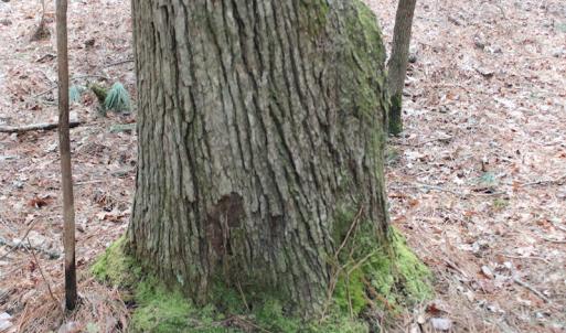 Photo of UNDER CONTRACT!  31 Acres of Hunting & Investment Land for Sale in Gloucester County VA!