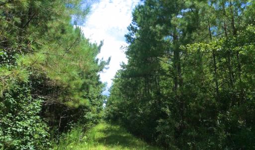 Photo of SOLD!  55.92 Acres of Timber and Hunting Land For Sale in Pamlico County NC!