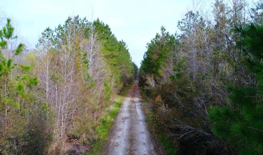 Photo of SOLD!  55.92 Acres of Timber and Hunting Land For Sale in Pamlico County NC!
